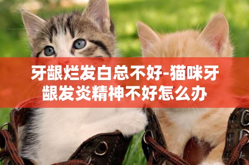牙齦爛發白總不好-貓咪牙齦發炎精神不好怎么辦