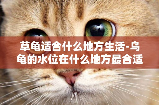 草龜適合什么地方生活-烏龜的水位在什么地方最合適