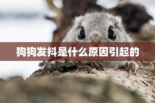 狗狗發抖是什么原因引起的