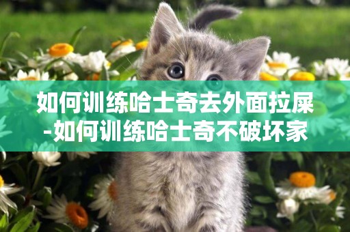 如何訓練哈士奇去外面拉屎-如何訓練哈士奇不破壞家具