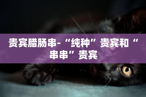 貴賓臘腸串-“純種”貴賓和“串串”貴賓