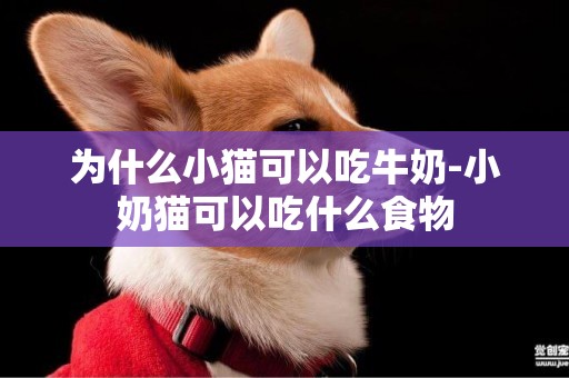 為什么小貓可以吃牛奶-小奶貓可以吃什么食物