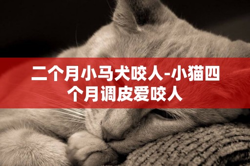 二個月小馬犬咬人-小貓四個月調皮愛咬人