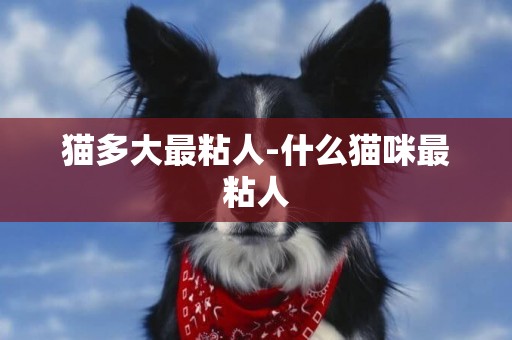 貓多大最粘人-什么貓咪最粘人
