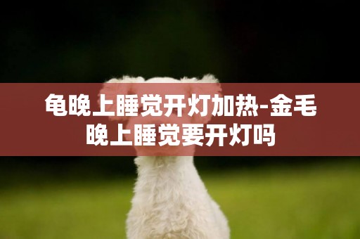 龜晚上睡覺開燈加熱-金毛晚上睡覺要開燈嗎