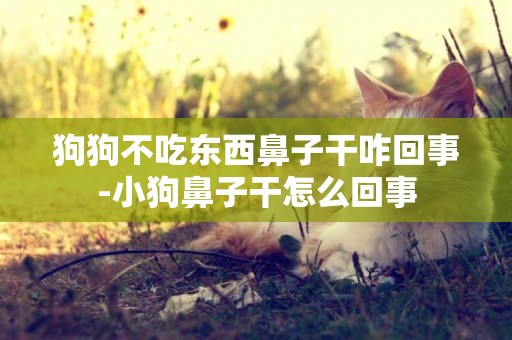 狗狗不吃東西鼻子干咋回事-小狗鼻子干怎么回事