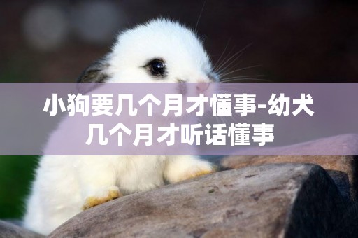 小狗要幾個月才懂事-幼犬幾個月才聽話懂事
