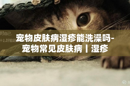寵物皮膚病濕疹能洗澡嗎-寵物常見皮膚病丨濕疹