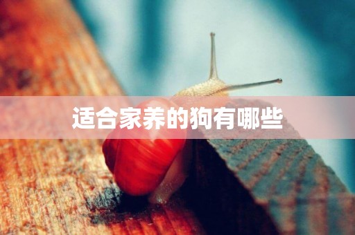 適合家養的狗有哪些