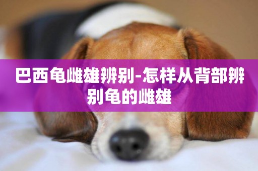 巴西龜雌雄辨別-怎樣從背部辨別龜的雌雄