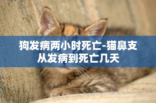 狗發病兩小時死亡-貓鼻支從發病到死亡幾天