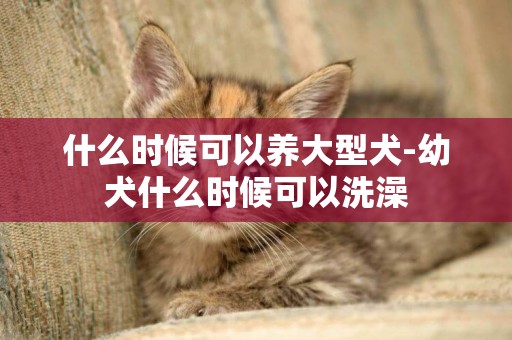 什么時候可以養大型犬-幼犬什么時候可以洗澡