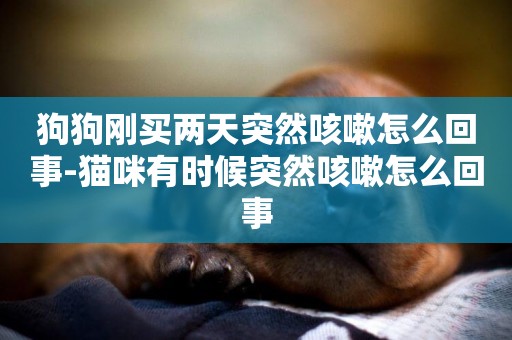 狗狗剛買兩天突然咳嗽怎么回事-貓咪有時候突然咳嗽怎么回事