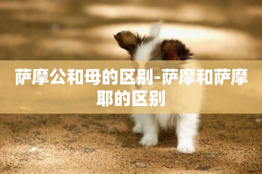 薩摩公和母的區別-薩摩和薩摩耶的區別