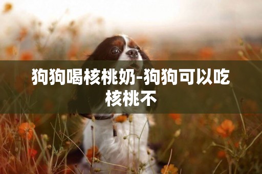 狗狗喝核桃奶-狗狗可以吃核桃不