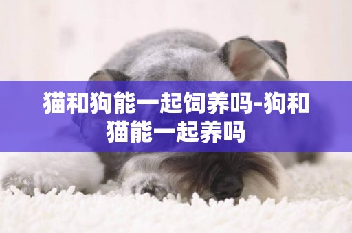 貓和狗能一起飼養嗎-狗和貓能一起養嗎