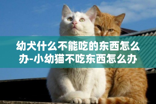 幼犬什么不能吃的東西怎么辦-小幼貓不吃東西怎么辦
