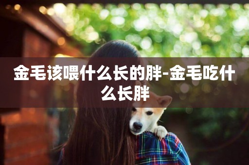 金毛該喂什么長的胖-金毛吃什么長胖