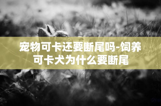 寵物可卡還要斷尾嗎-飼養可卡犬為什么要斷尾