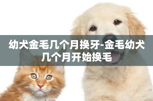 幼犬金毛幾個月換牙-金毛幼犬幾個月開始換毛