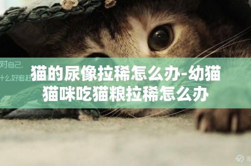 貓的尿像拉稀怎么辦-幼貓貓咪吃貓糧拉稀怎么辦