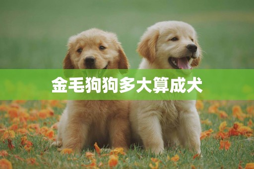 金毛狗狗多大算成犬