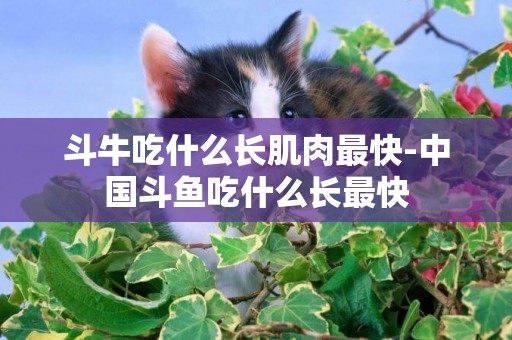 斗牛吃什么長肌肉最快-中國斗魚吃什么長最快
