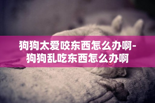 狗狗太愛咬東西怎么辦啊-狗狗亂吃東西怎么辦啊