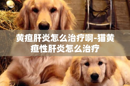黃疸肝炎怎么治療啊-貓黃疸性肝炎怎么治療