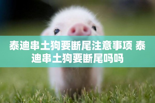 泰迪串土狗要斷尾注意事項 泰迪串土狗要斷尾嗎嗎