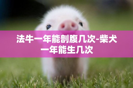 法牛一年能剖腹幾次-柴犬一年能生幾次