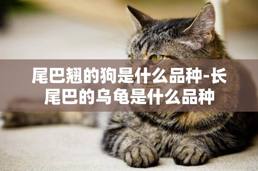 尾巴翹的狗是什么品種-長尾巴的烏龜是什么品種