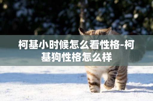柯基小時候怎么看性格-柯基狗性格怎么樣