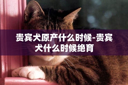 貴賓犬原產什么時候-貴賓犬什么時候絕育