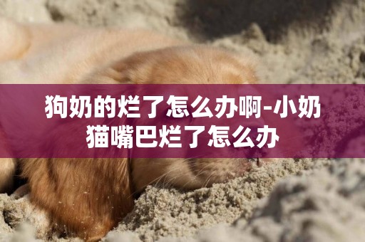 狗奶的爛了怎么辦啊-小奶貓嘴巴爛了怎么辦