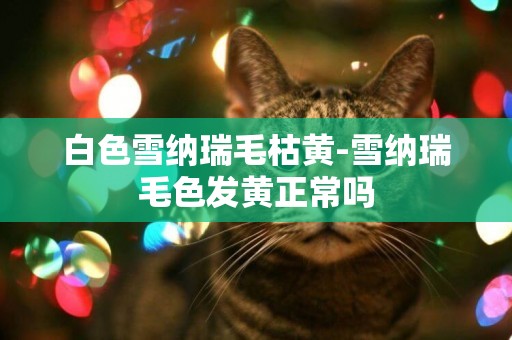 白色雪納瑞毛枯黃-雪納瑞毛色發黃正常嗎
