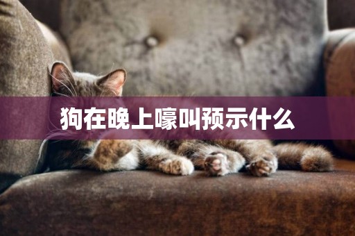 狗在晚上嚎叫預示什么