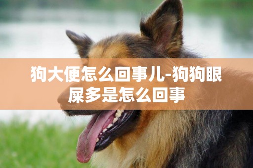 狗大便怎么回事兒-狗狗眼屎多是怎么回事