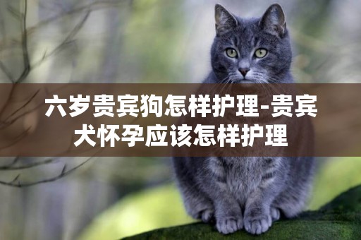 六歲貴賓狗怎樣護理-貴賓犬懷孕應該怎樣護理