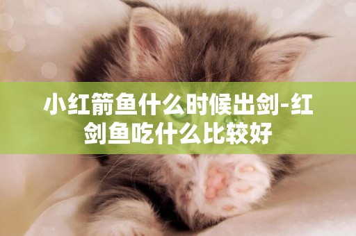 小紅箭魚什么時候出劍-紅劍魚吃什么比較好