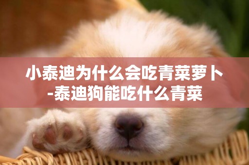 小泰迪為什么會吃青菜蘿卜-泰迪狗能吃什么青菜