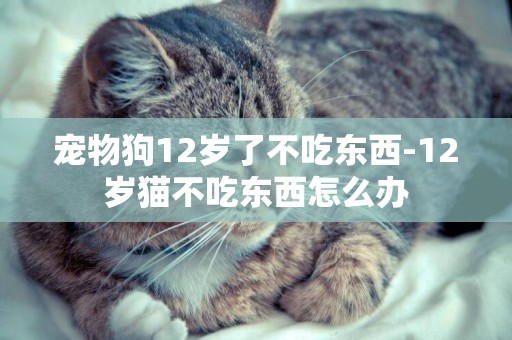 寵物狗12歲了不吃東西-12歲貓不吃東西怎么辦