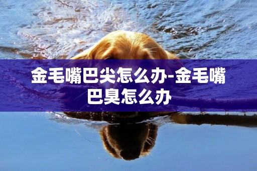 金毛嘴巴尖怎么辦-金毛嘴巴臭怎么辦