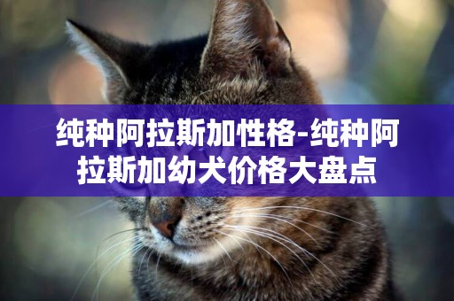 純種阿拉斯加性格-純種阿拉斯加幼犬價格大盤點