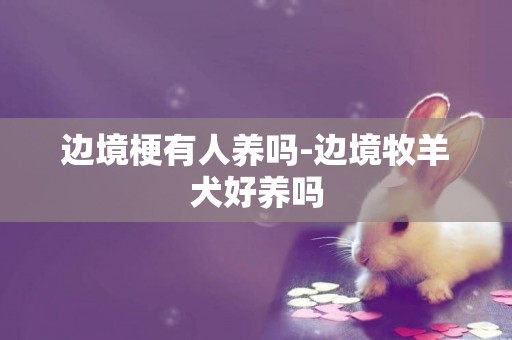 邊境梗有人養嗎-邊境牧羊犬好養嗎