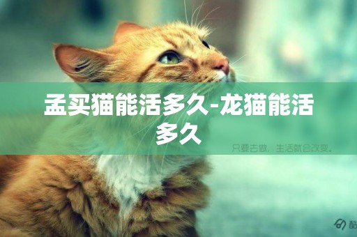 孟買貓能活多久-龍貓能活多久