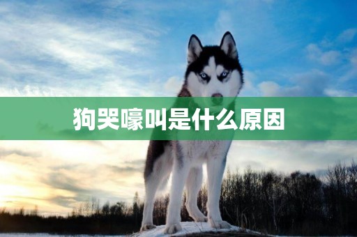 狗哭嚎叫是什么原因