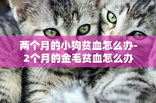 兩個月的小狗貧血怎么辦-2個月的金毛貧血怎么辦