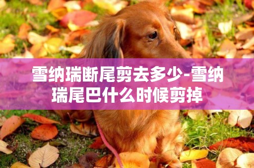 雪納瑞斷尾剪去多少-雪納瑞尾巴什么時候剪掉