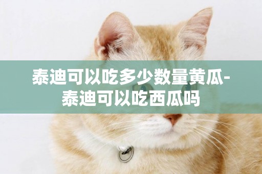 泰迪可以吃多少數量黃瓜-泰迪可以吃西瓜嗎